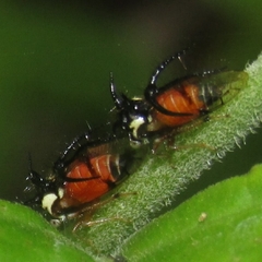 Cyphonia trifida