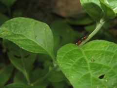 Cyphonia trifida