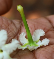 Tabernaemontana alternifolia