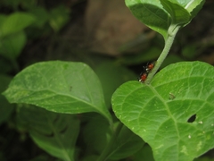 Cyphonia trifida