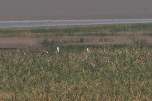 Hooded Crane