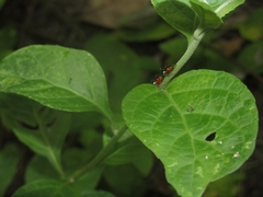Cyphonia trifida