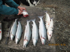 Salvelinus malma