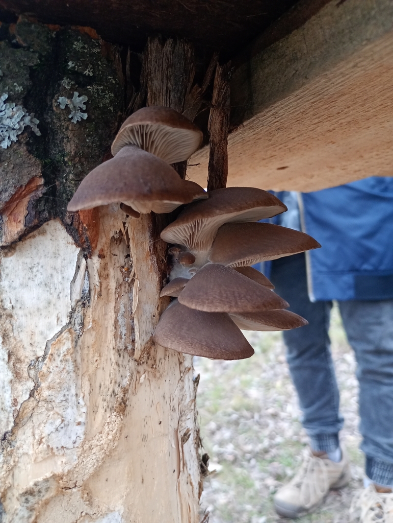 Pleurotus ostreatus · November 2025 · photo: © roman-d (iNaturalist, cc-by)