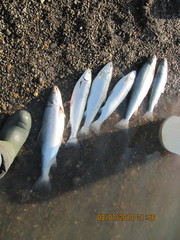 Salvelinus malma