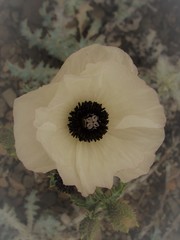 Argemone hunnemannii