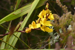 Disa aurata