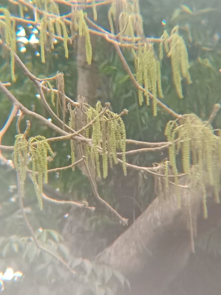 Tetrameles nudiflora (Tetrameles nudiflora)