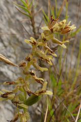 Holothrix brevipetala