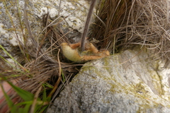 Holothrix brevipetala