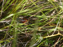 Polysarcus denticauda