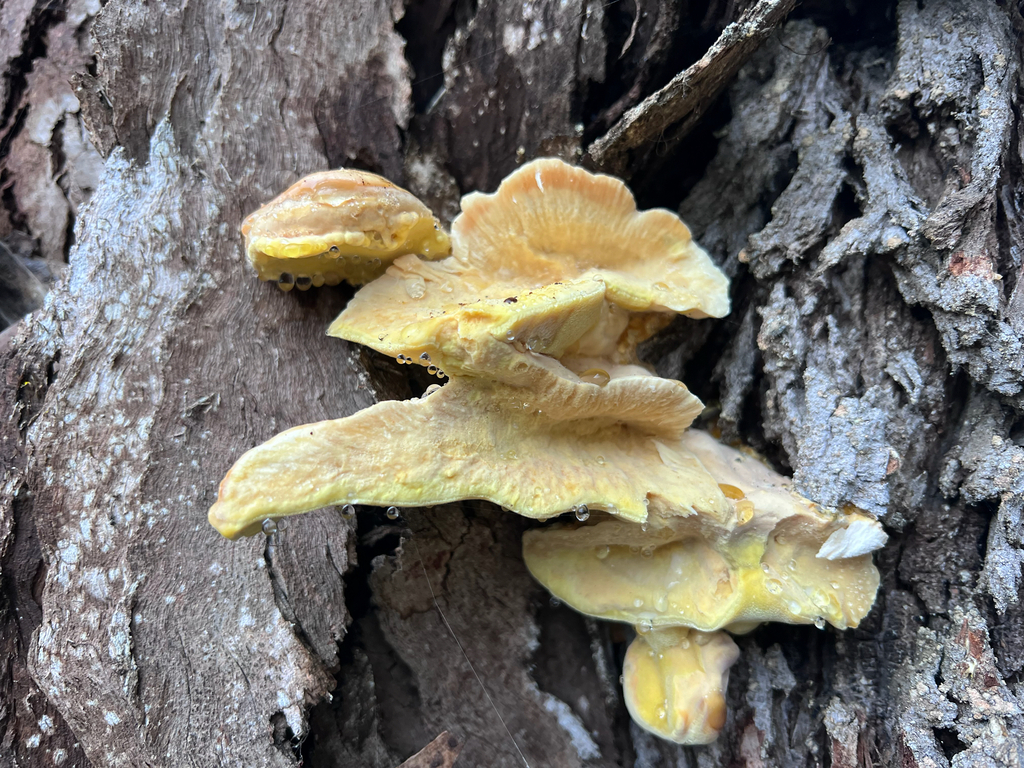 Laetiporus gilbertsonii · November 2025 · photo: © staffordcorey (iNaturalist, cc-by)