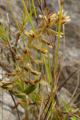 Holothrix brevipetala