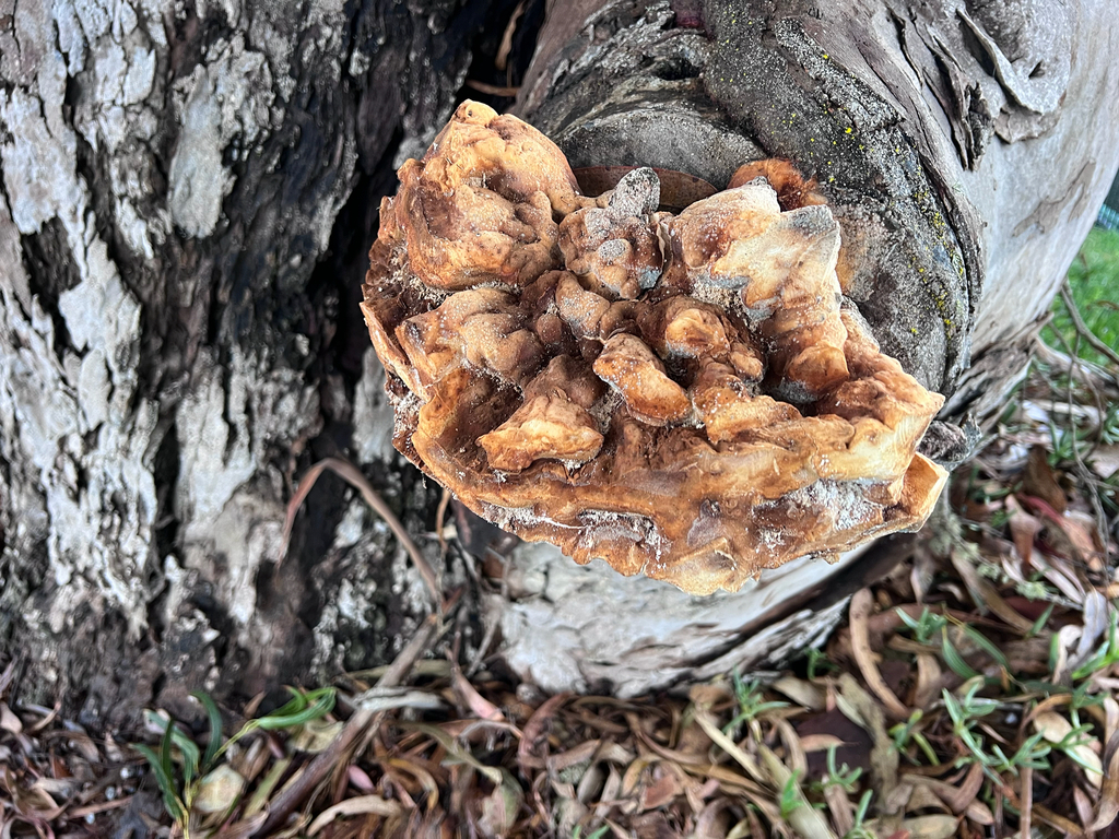 Laetiporus gilbertsonii · November 2025 · photo: © staffordcorey (iNaturalist, cc-by)