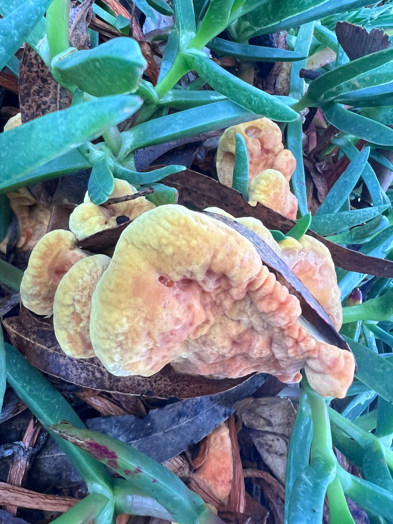 Laetiporus gilbertsonii · November 2025 · photo: © staffordcorey (iNaturalist, cc-by)