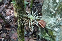 Tillandsia fasciculata