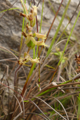 Holothrix brevipetala