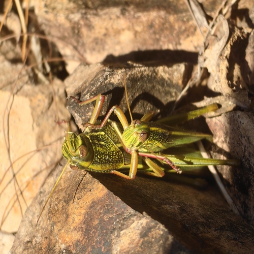 Large Green Grasshopper