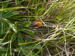 Polysarcus denticauda