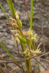 Holothrix brevipetala