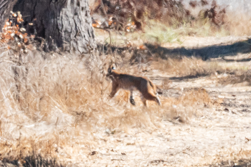 iNaturalist observation photo of Western Bobcat