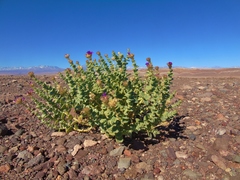 Cistanthe celosioides