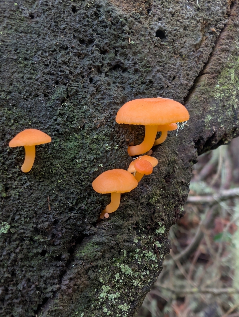 Chrysomphalina aurantiaca · November 2025 · photo: © simonele (iNaturalist, cc-by)