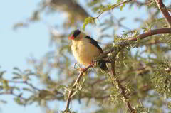 Vidua regia