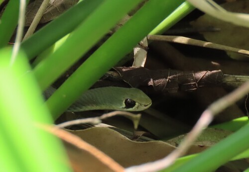 Yellow-faced Whipsnake sighting