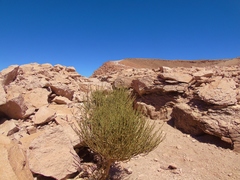 Ephedra breana