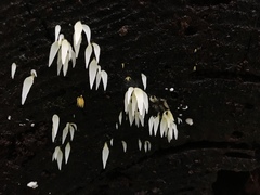 Mucronella fusiformis