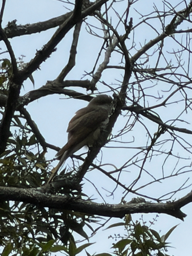 Cuclillo pico negro observed by juanmanuel29