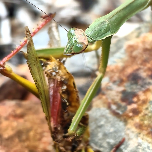 Chinese Mantis