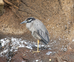 Nyctanassa violacea pauper