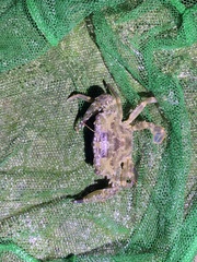 Thalamitinae