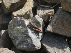 Stenobothrus rubicundulus
