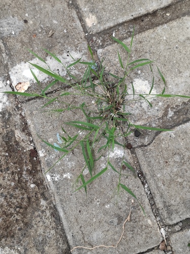 Eragrostis amabilis iNat (2)