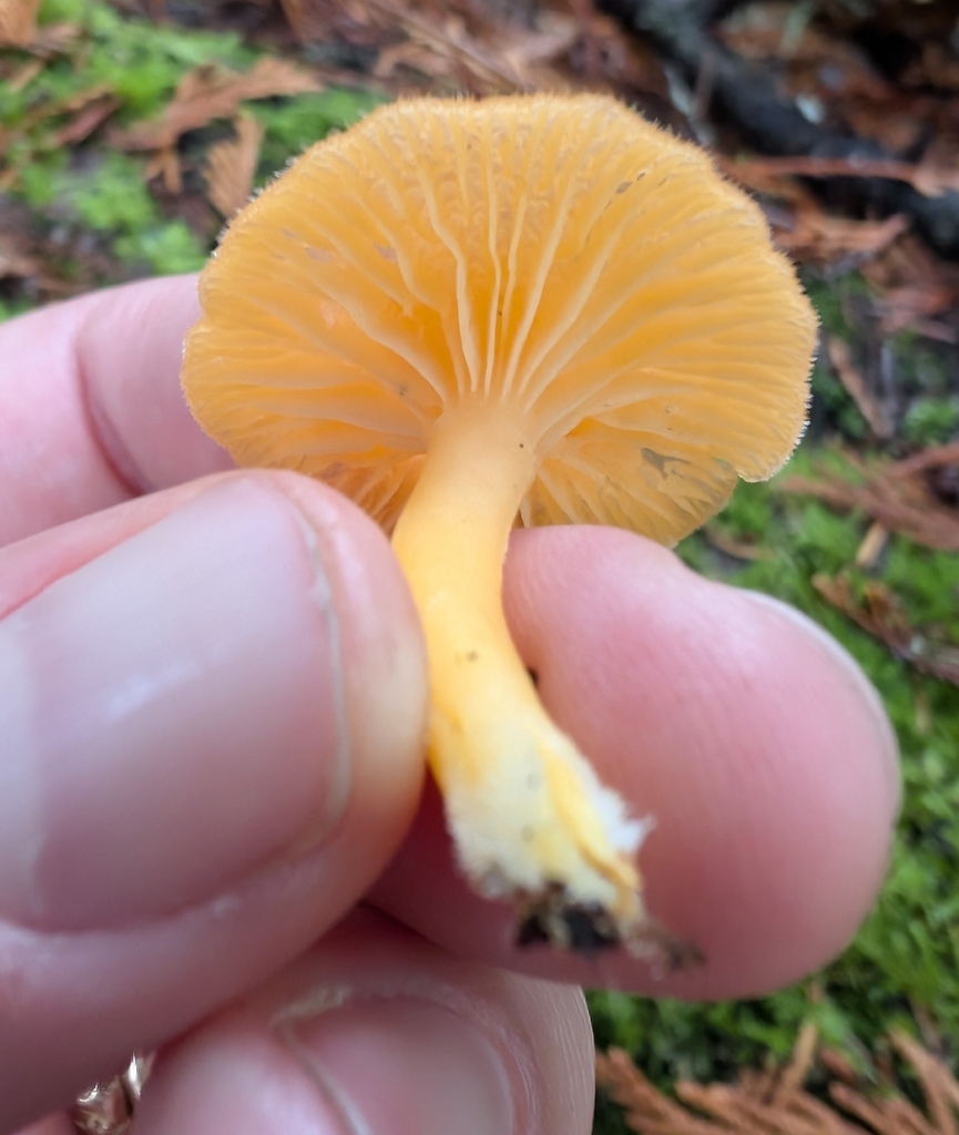 Chrysomphalina aurantiaca · November 2025 · photo: © simonele (iNaturalist, cc-by)
