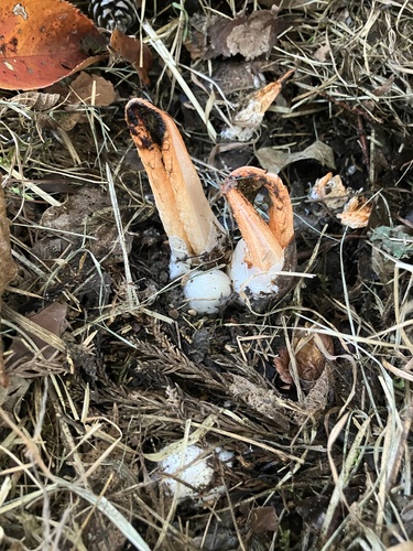 Clathrus bicolumnatus