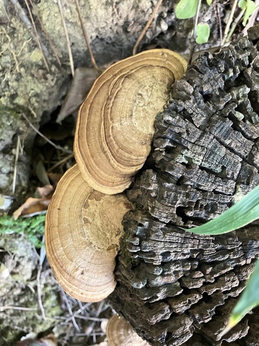Fomitopsis dickinsii