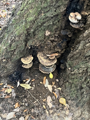 Vanderbylia fraxinea