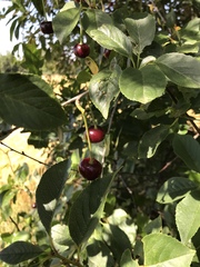 Cerasus