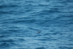 Puffinus lherminieri