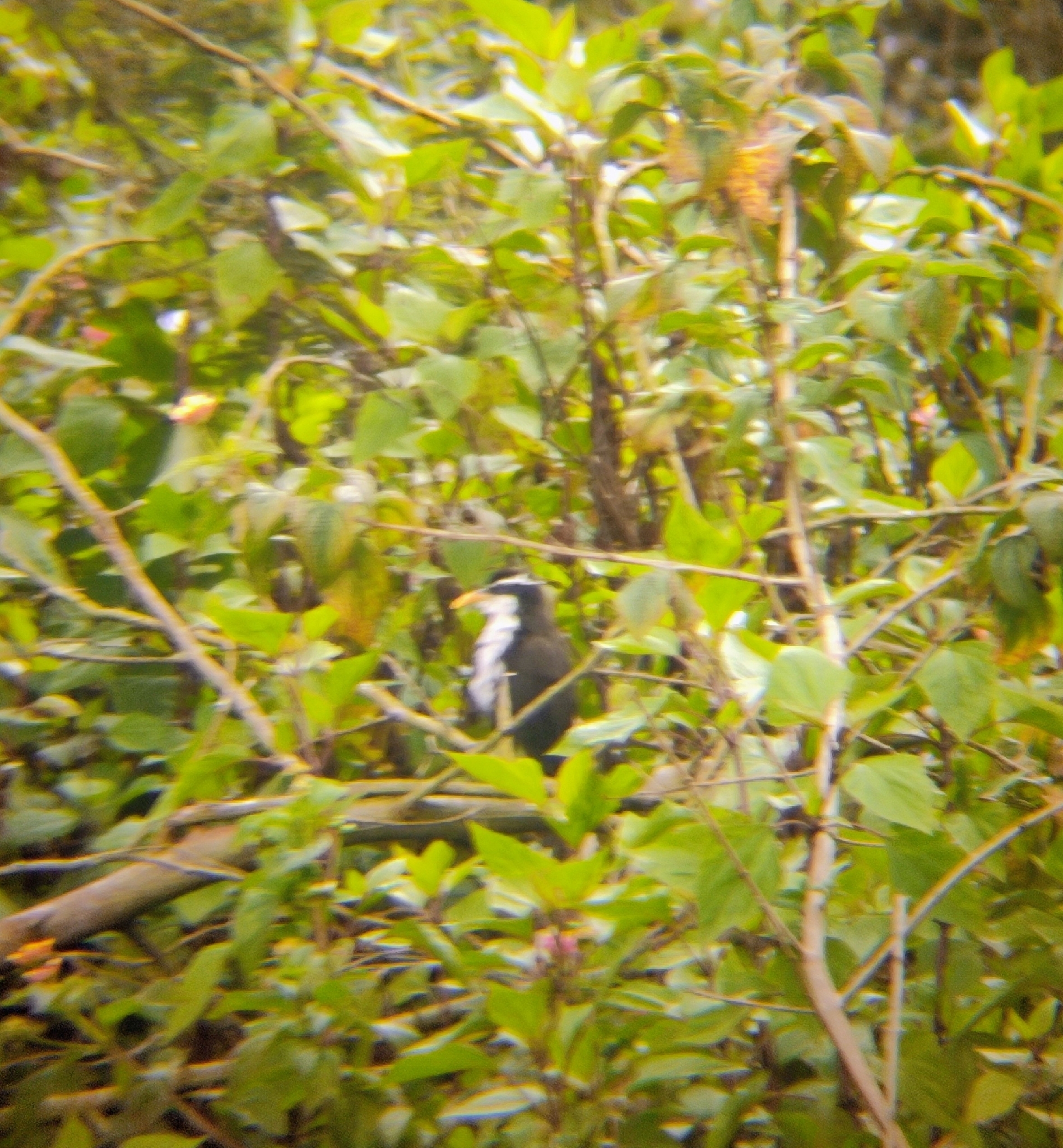 Indian Scimitar Babbler (Pomatorhinus horsfieldii), photo 5