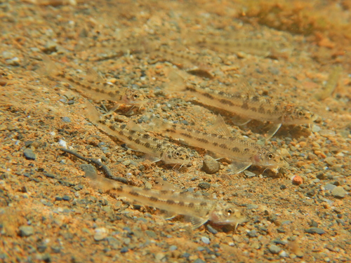 Chen's gudgeon (Gobiobotia cheni) — Cyprinidae — 3