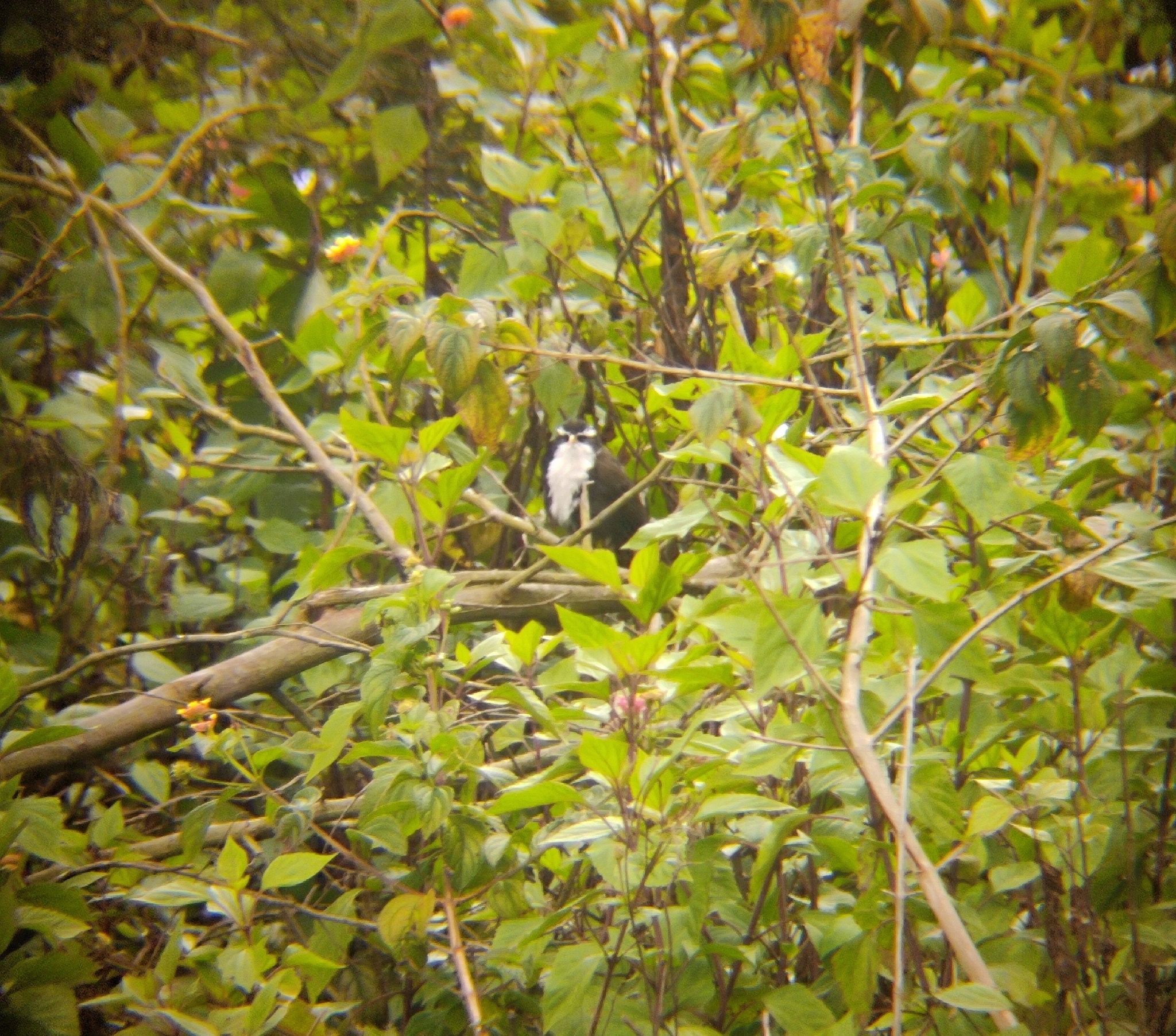 Indian Scimitar Babbler (Pomatorhinus horsfieldii), photo 6