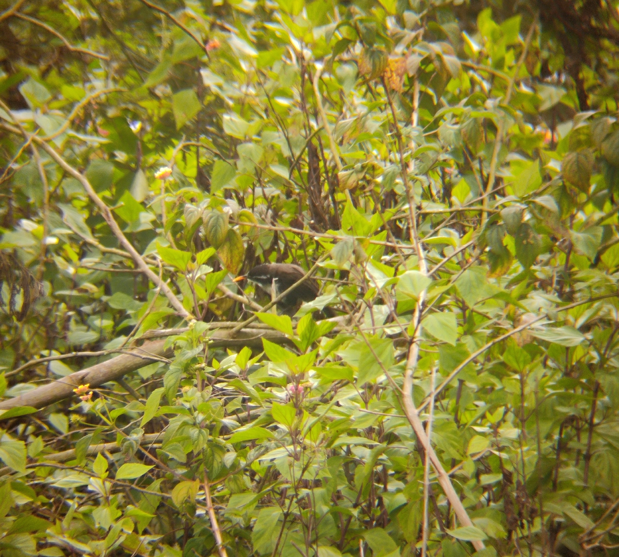 Indian Scimitar Babbler (Pomatorhinus horsfieldii), photo 7