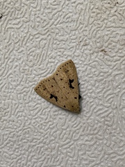 Scolecocampa