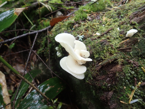 Pleurocybella porrigens