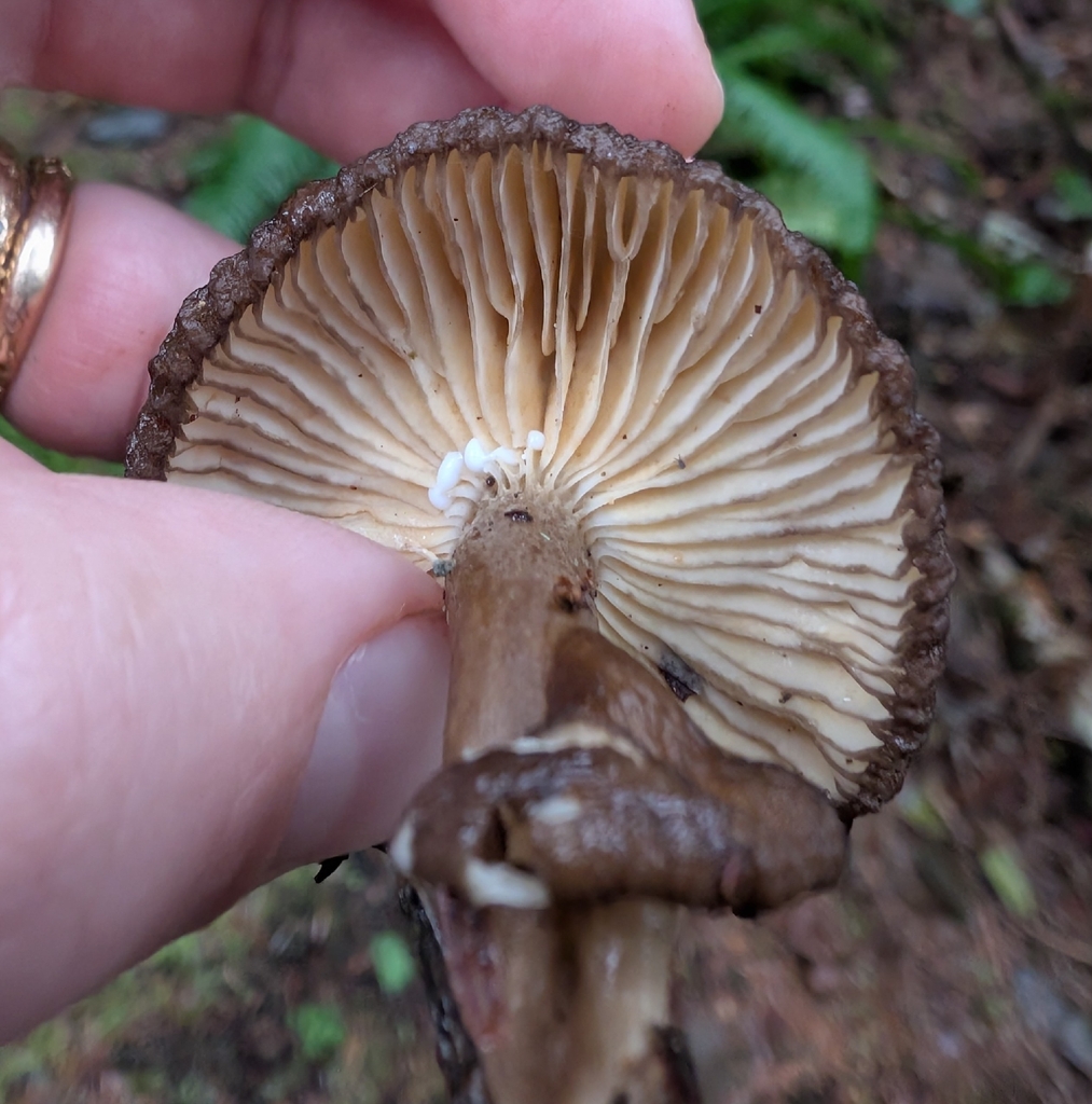 Lactarius fallax · November 2025 · photo: © simonele (iNaturalist, cc-by)